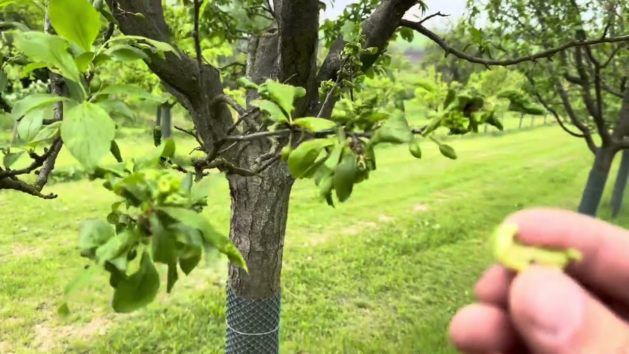 Plán péče o ovocné stromy: Jak na mšice a svilušky v dubnu a květnu? Radkův sad