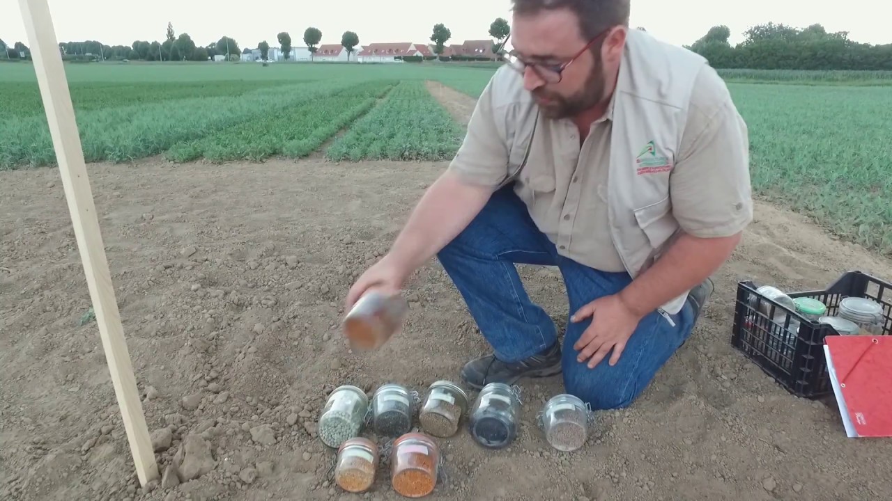 Essais lentille bio carvin 2017 et débouchés