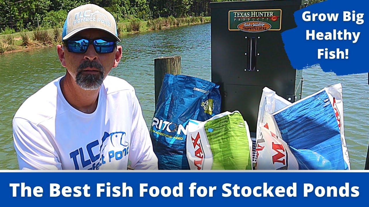 DON'T USE CHEAP FISH FOOD! | Feeding Bluegill and Bass in a New Pond