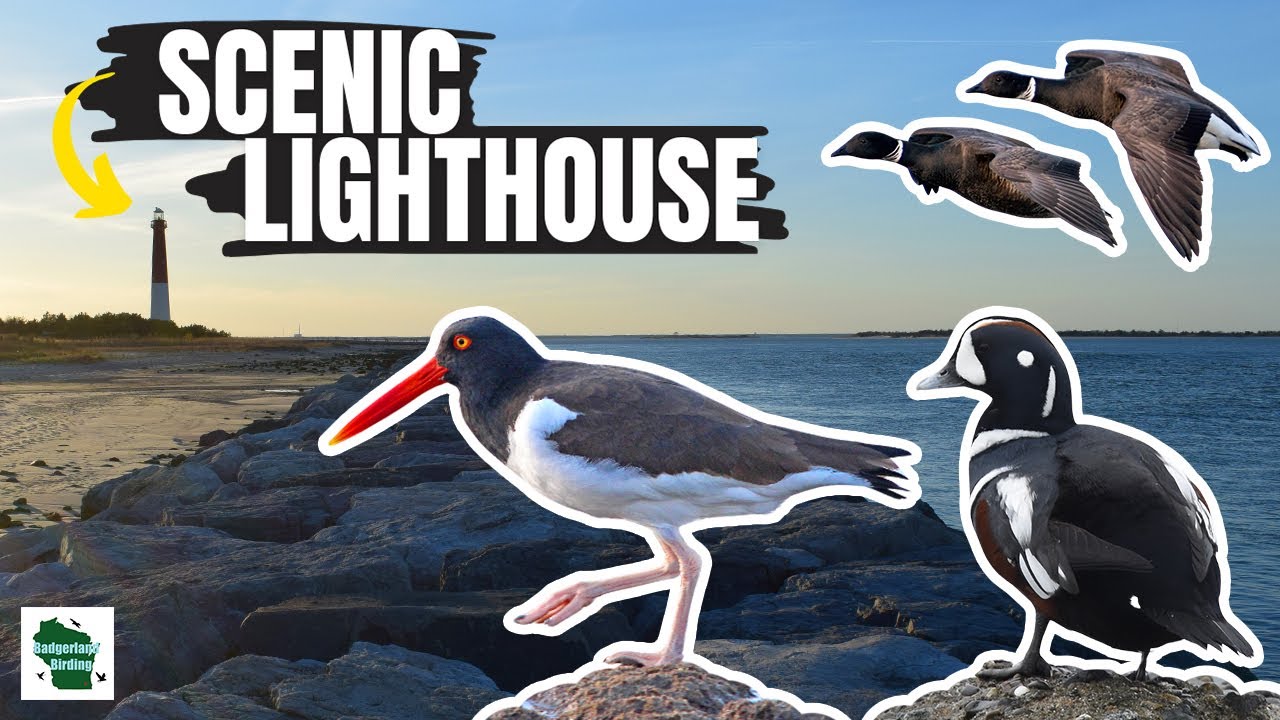 Birding the New Jersey Coast! (Barnegat Lighthouse State Park)
