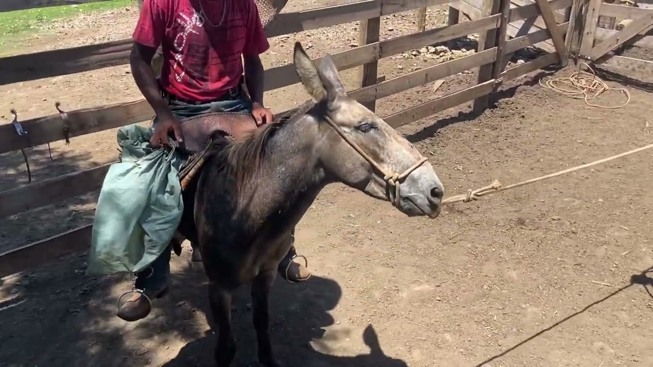 “Com pouco tempo de trabalho já conseguimos montar no Burro Tordilho”