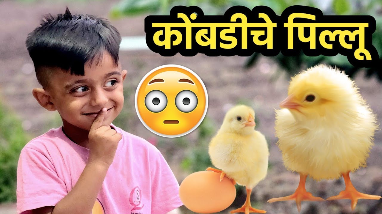 कोंबडीचे पिल्लू पाहून माऊली खूष 🫢