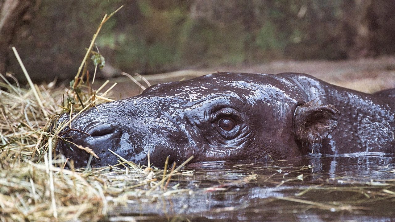 Safari park Dvůr Králové – šimpanzí chvilka