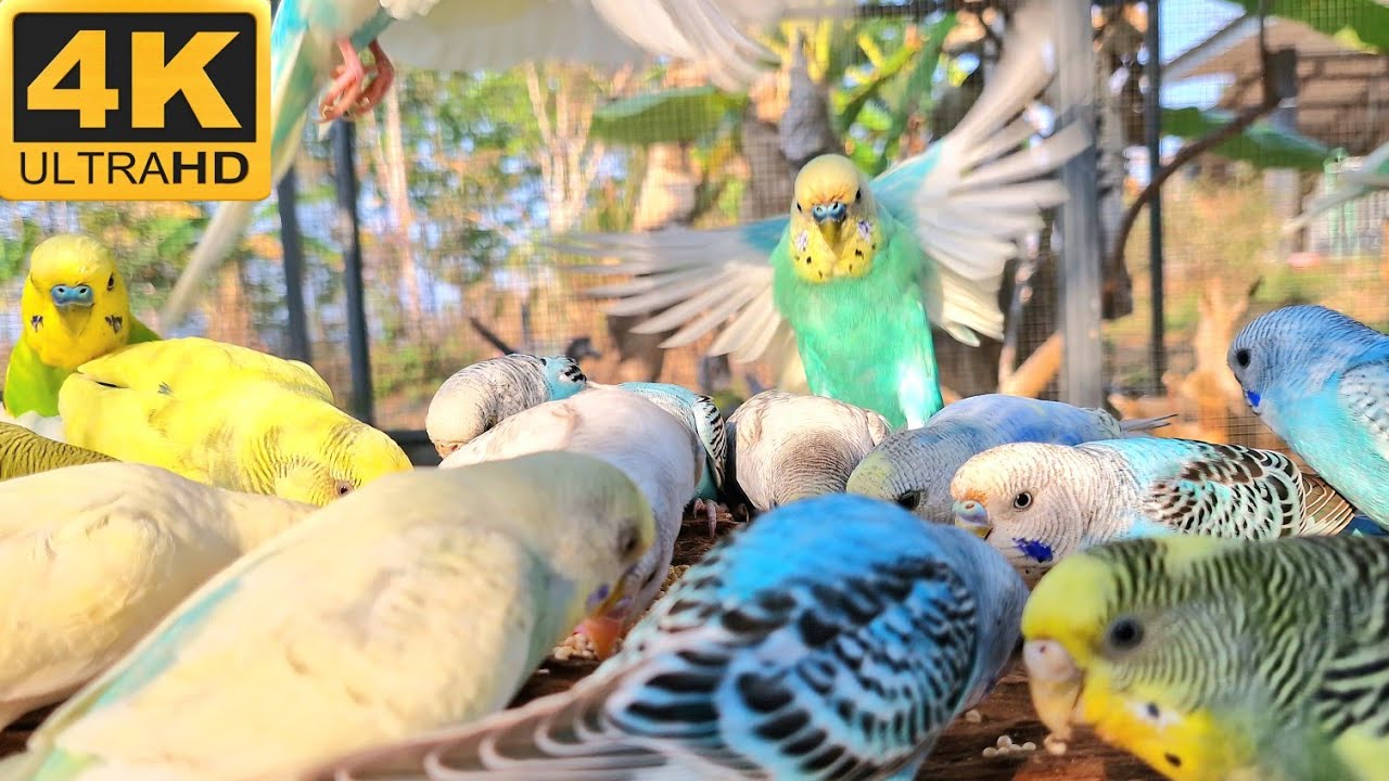 Budgies Parakeet sound : budgies's home today have mini party singing sweet songs together