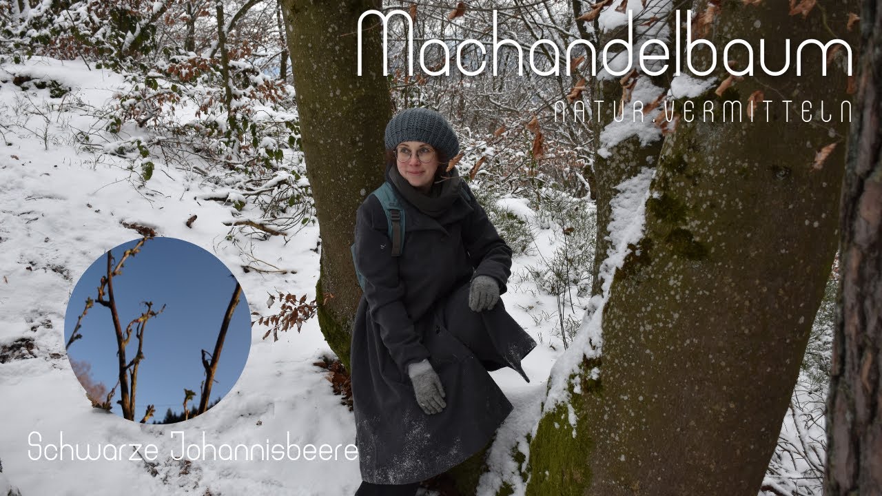 Schwarze Johannisbeere - Kräuterwissen von Machandelbaum
