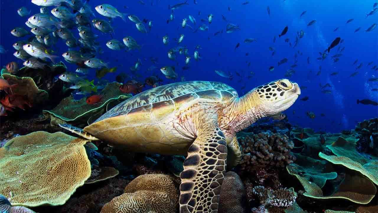 İnanılmaz Sualtı D&uuml;nyası - The Ocean - Underwater Footage #trending