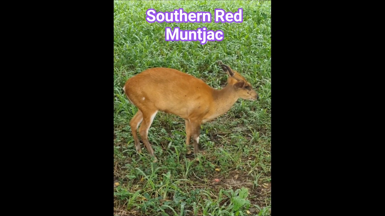 Southern Red Muntjac #muntjac #animals #wildlife