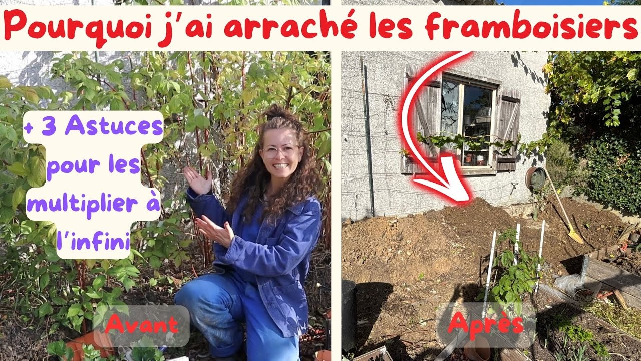 Pourquoi j’ai arraché mes framboisiers + 3 astuces pour les multiplier à l’infini #potager #garden