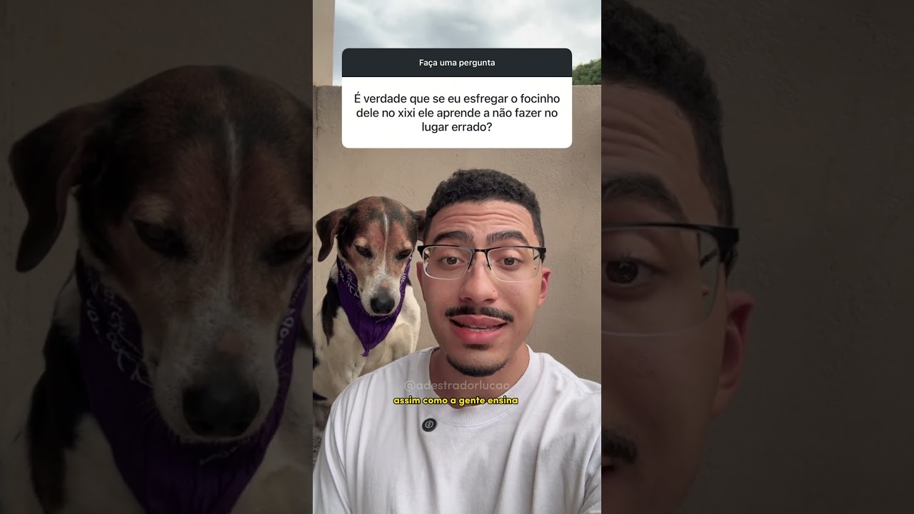 🚫 Esfregar o focinho no xixi N&Atilde;O ensina nada ao seu c&atilde;o.