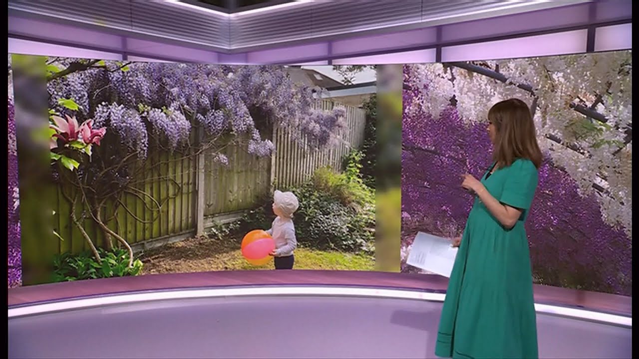 Heathrow going to increase bio diversity & Wisteria in London (UK) 29/Apr/2025