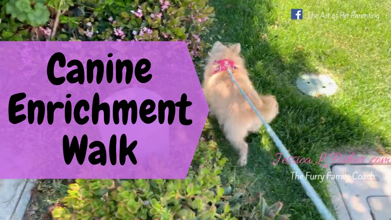 Canine Enrichment Walk | Jessica L Fisher The Furry Family Coach