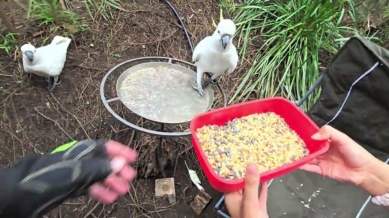 Birbulatory snackeration by wild cockatoos 