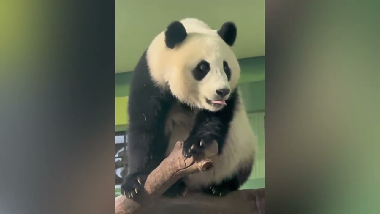 3月10日 大良躲在旁邊看妹珠吃胡蘿蔔，笑話妹珠是膽小鬼，香香給妹珠投餵小零食，妹珠讚不絕口#panda  #cutepanda #熊貓妹珠 #熊貓妹豬