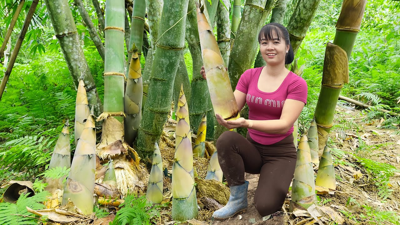Harvesting Many Big Bamboo Shoots Goes To Village Market Sell, Daily Life - Farm Life