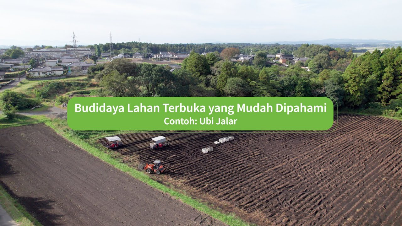 Budidaya Lahan Terbuka yang Mudah DipahamiContoh: Ubi Jalar