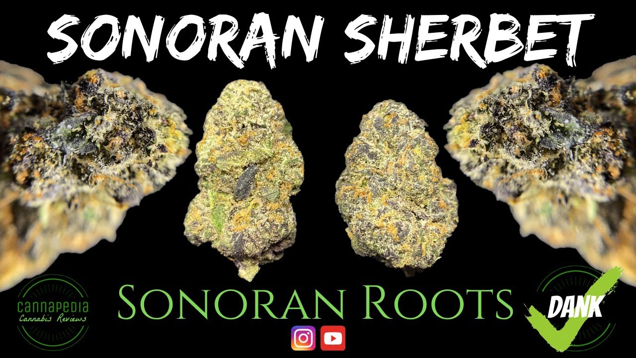 Sonoran Sherbet Strain Review - Sonoran Roots - Cannapedia