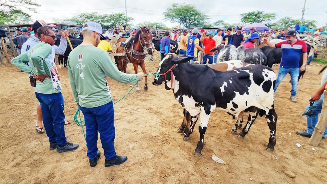 FEIRA DO GADO EM  CACHOEIRINHA-PE  26-03-2026 #nordeste