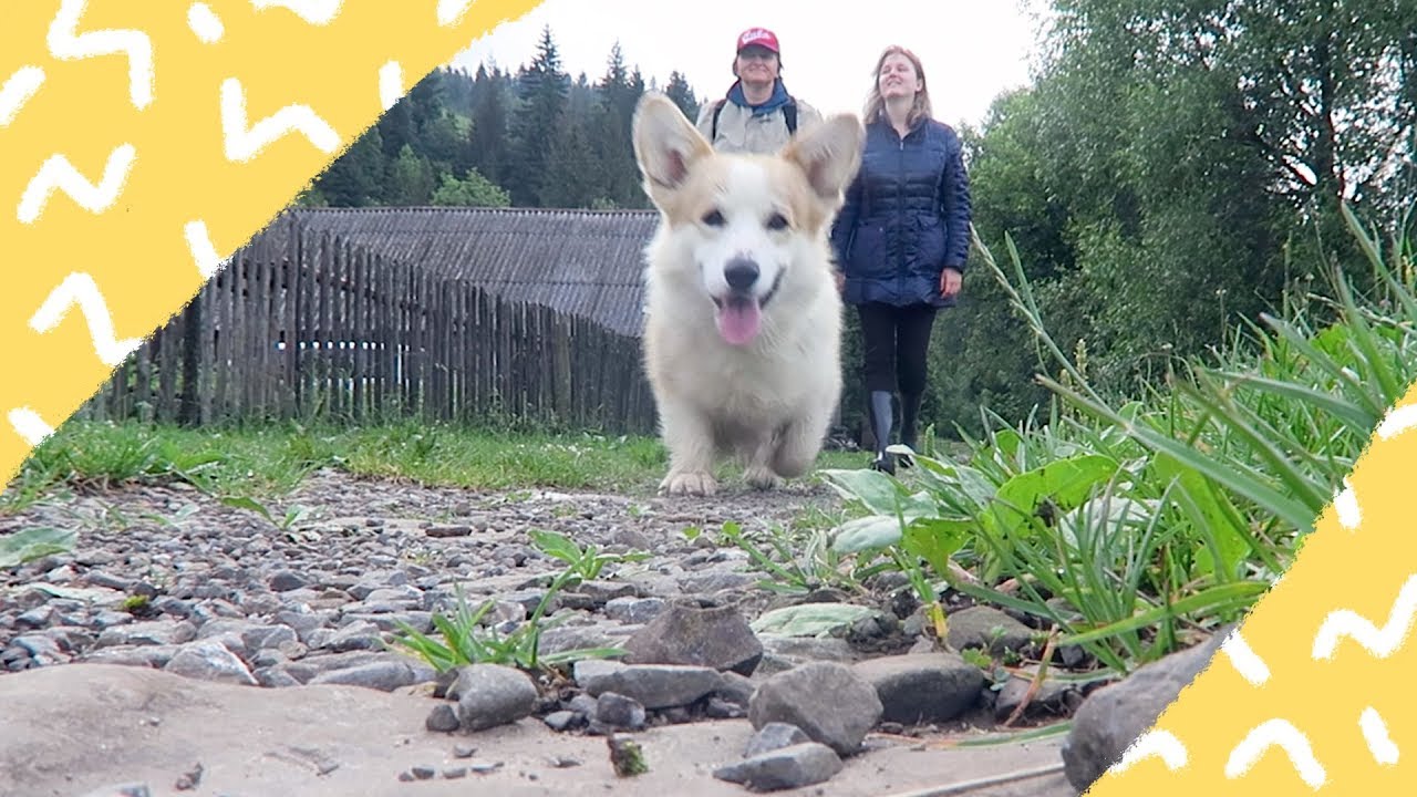 Разговоры с мамой и собачкой | 13.06.18 VLOG
