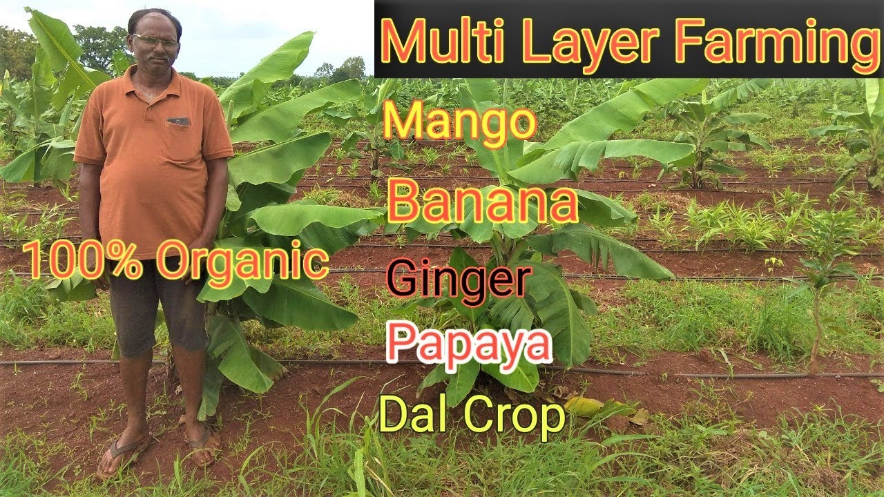 5 Layer Farming of Organic Mango Banana Ginger Papaya Mug Dal|| 5 लेयर खेती