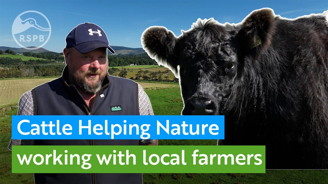 See how native Belted Galloway cattle are helping nature at RSPB Mersehead