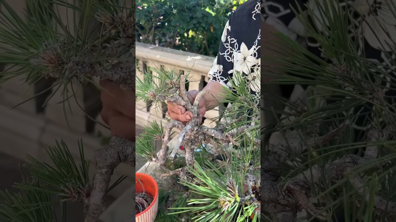 How to Bend and Break a Branch for your Bonsai Design #bonsai #bonsaitree #tips #plants #shorts