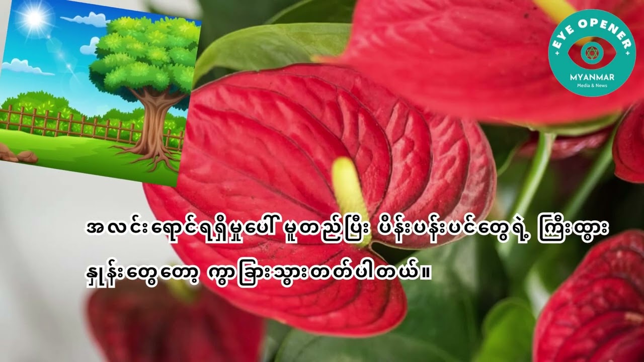Anthurium Farming (ပိန်းပန်းပင် စိုက်ပျိုးရေး)