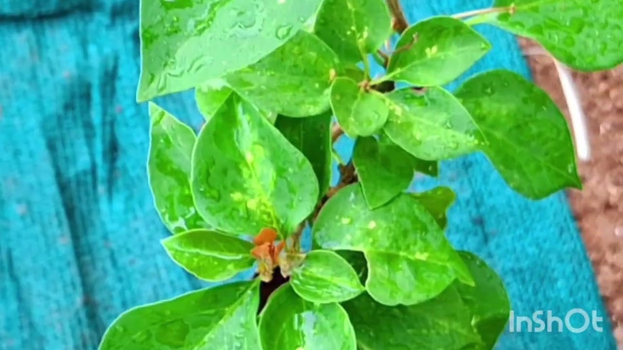 90 roopak hybrid bougainvillea  available9656868918# plants