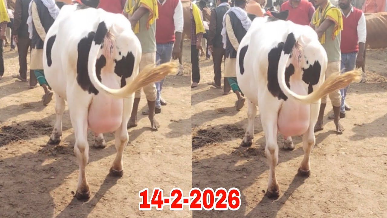 जरूआ मंडी से देखे जर्सी नस्ल कि गाय दाम के साथ. 