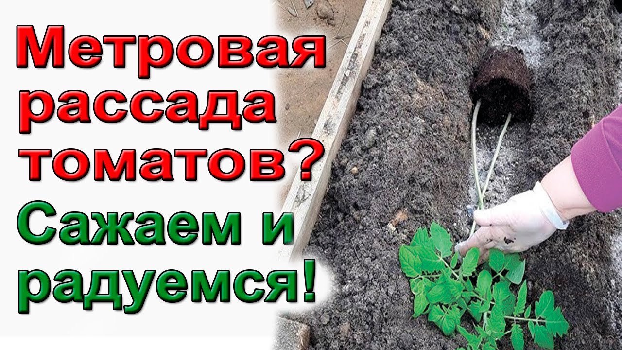 Метровая рассада томатов.  Что делать? Как посадить переросшую рассаду томатов.