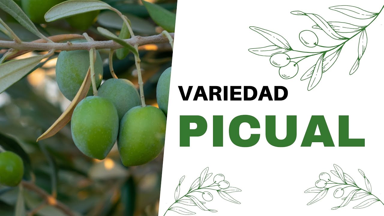 La variedad Picual, la reina del aceite de oliva virgen extra
