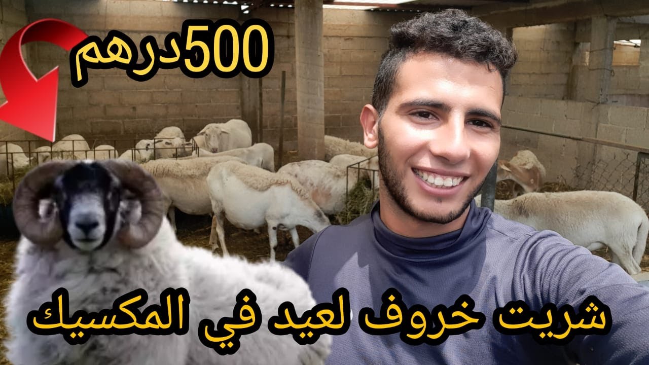 خروف عيد الاضحى 65 كيلو في المكسيك بثمن مناسب و جودة رائعة 🇲🇽🇲🇽🐏