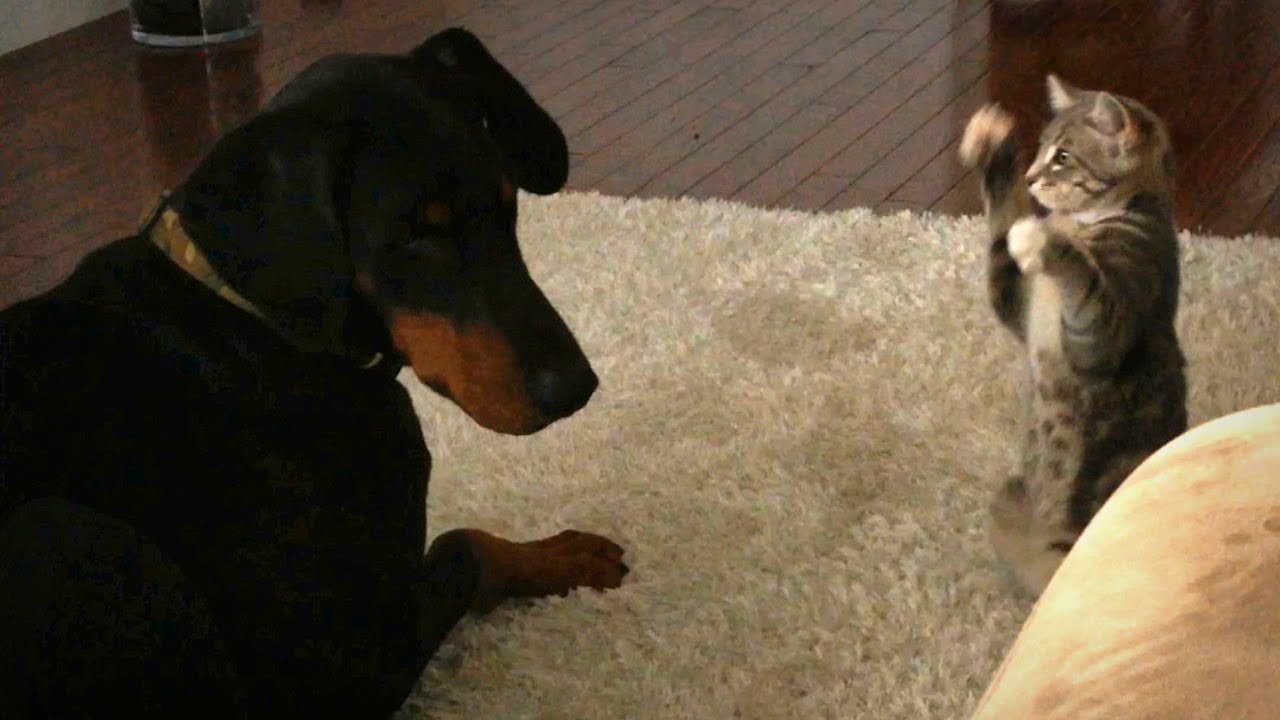 Dog Vs Cat: Cute 'Ninja' Kitten Shows Doberman Who's Boss