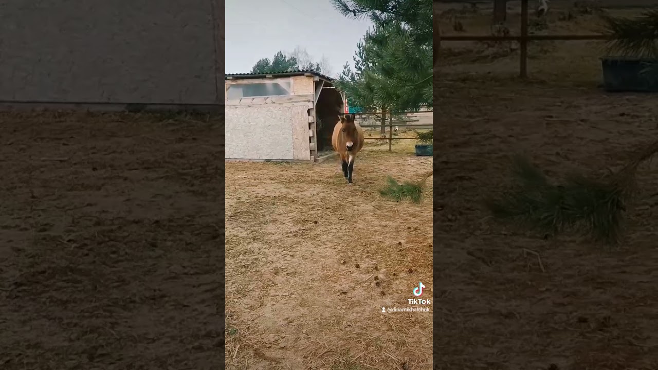 Злой мул #donkey#horse