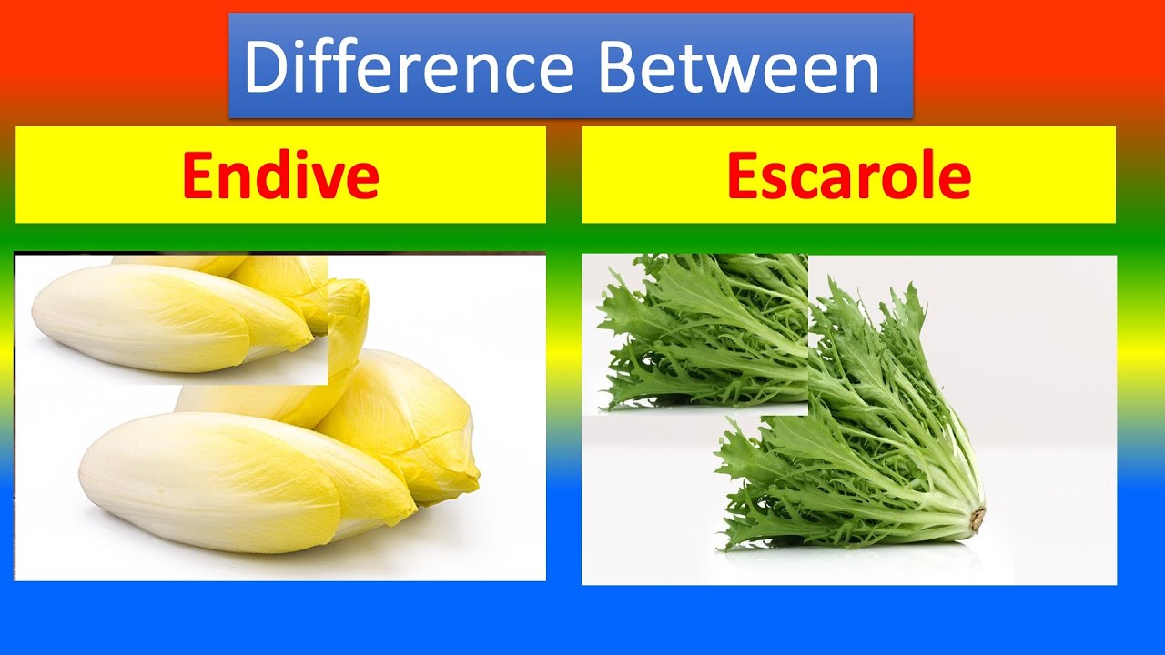 Differences Between Medical And Health Benefits Of Endive  and  Escarole