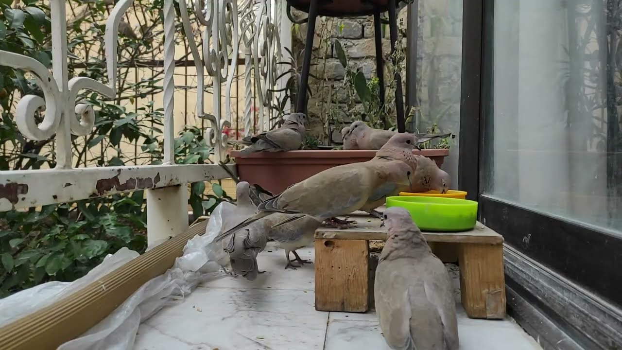 Pure Peace: Watching 100 Birds Eat in Silence 🌿✨