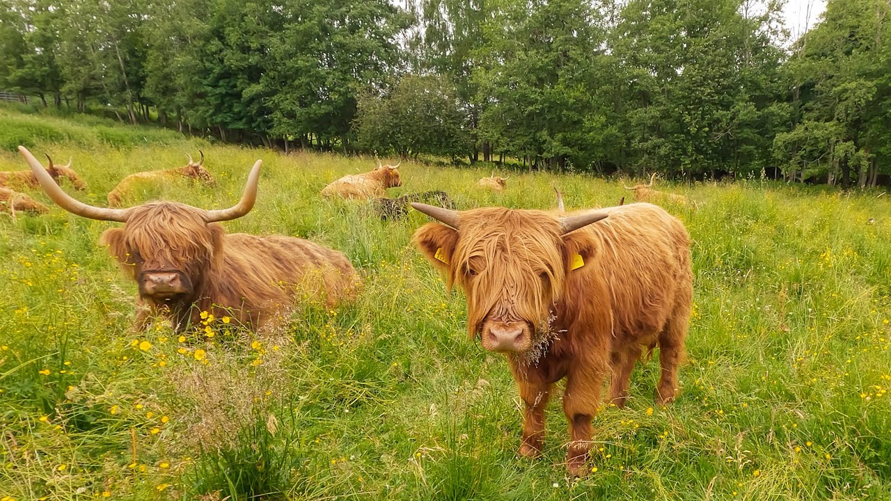 Whiskers and Hooves: Highland Cattle Cows and Cats at the Pasture