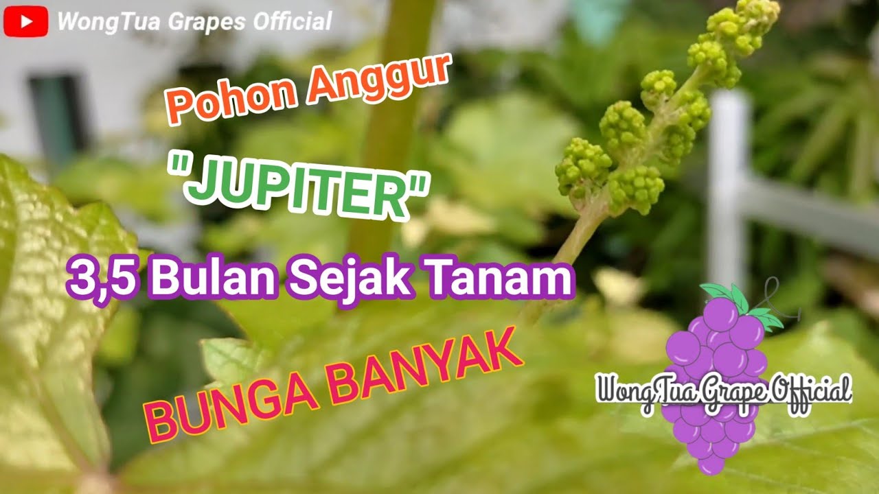 Anggur Jupiter Usia 3,5 Bulan Sejak Tanam Berbunga Banyak di Pot 50 WOWW