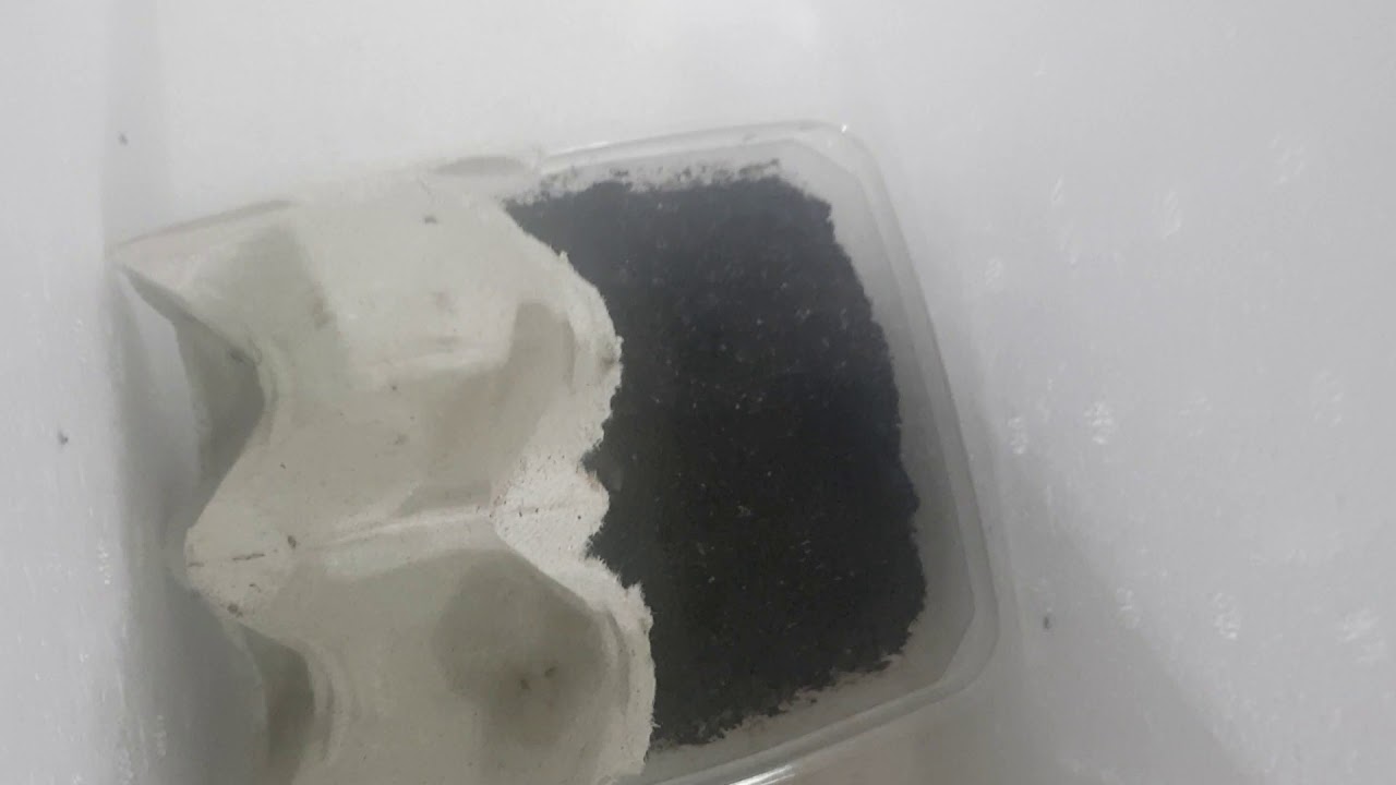Riproduzione grilli acheta domestica