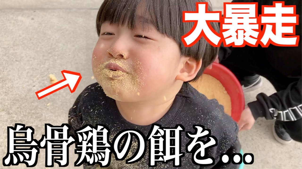 餌の味見をする三兄弟がおもしろすぎたwww｜節分の豆を烏骨鶏にプレゼント！