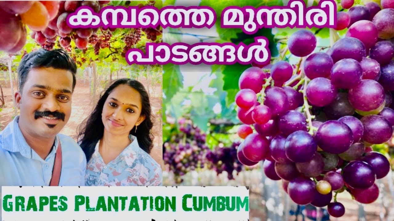 കമ്പത്തെ മുന്തിരി പാടം | Grapes Farm in Cumbum | Grape Plantation | Tourist place in Thekkady 
