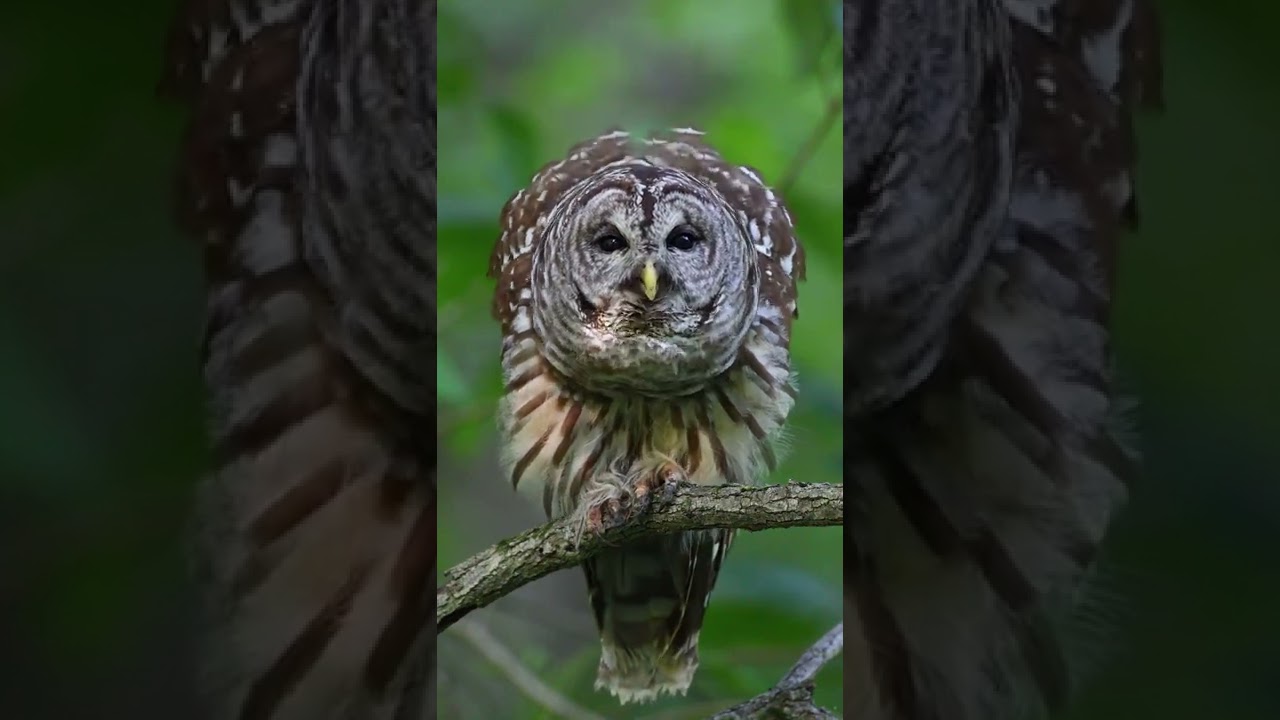 Burung hantu yang suaranya seperti ayam jago | Barred owl