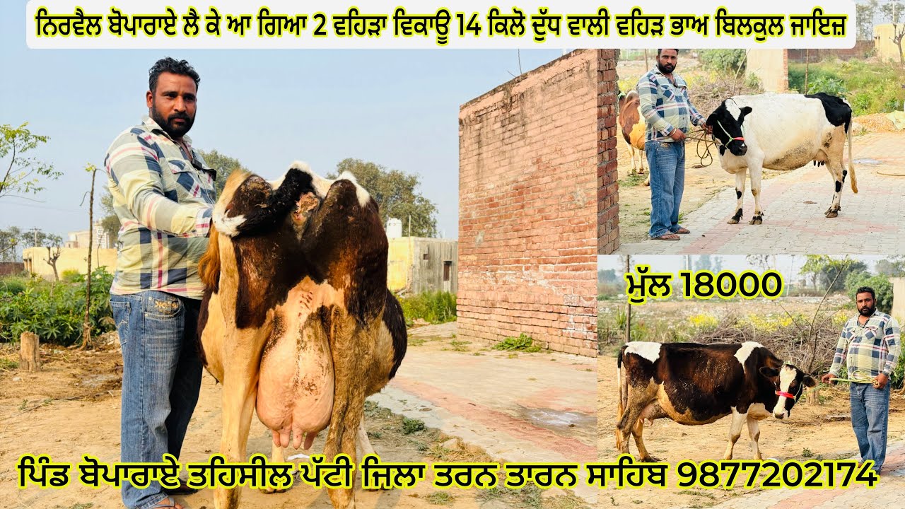 10/02/26ਨਿਰਵੈਲ ਬੋਪਾਰਾਏ ਲੈ ਕੇ ਆ ਗਿਆ 2 ਵਹਿੜਾ ਵਿਕਾਊ 14 ਕਿਲੋ ਦੁੱਧ ਵਾਲੀ ਵਹਿੜ ਭਾਅ ਬਿਲਕੁਲ ਜਾਇਜ਼ 9877202174 