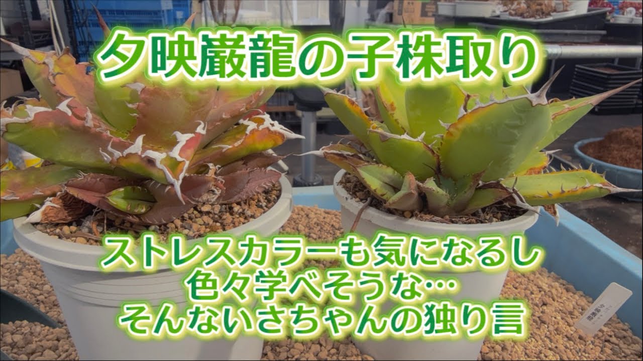 【アガベ子株取り】配信💖子株を取りながら今年のアガベ失敗談を大いに語っていますか?!な…【いさちゃんの独り言】