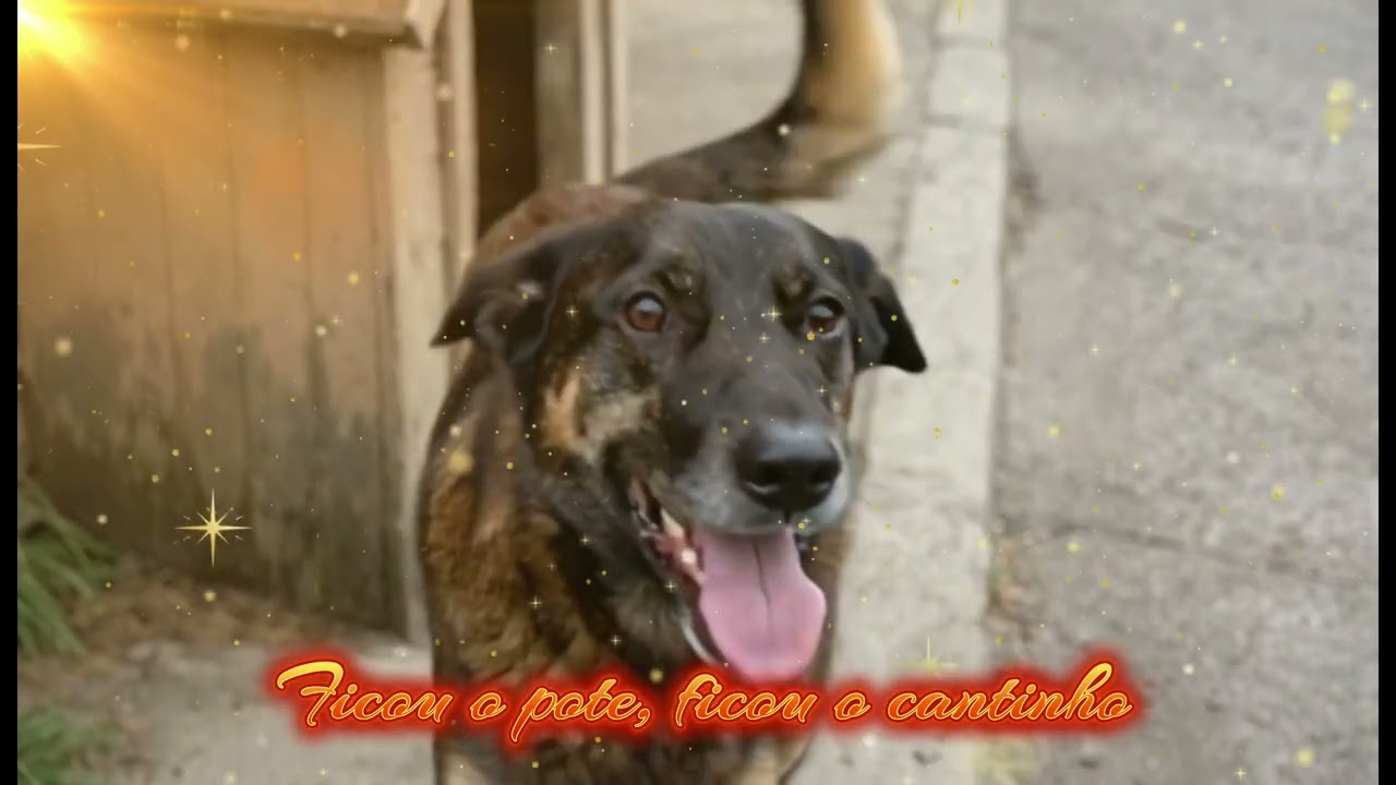 Saudoso Orelha