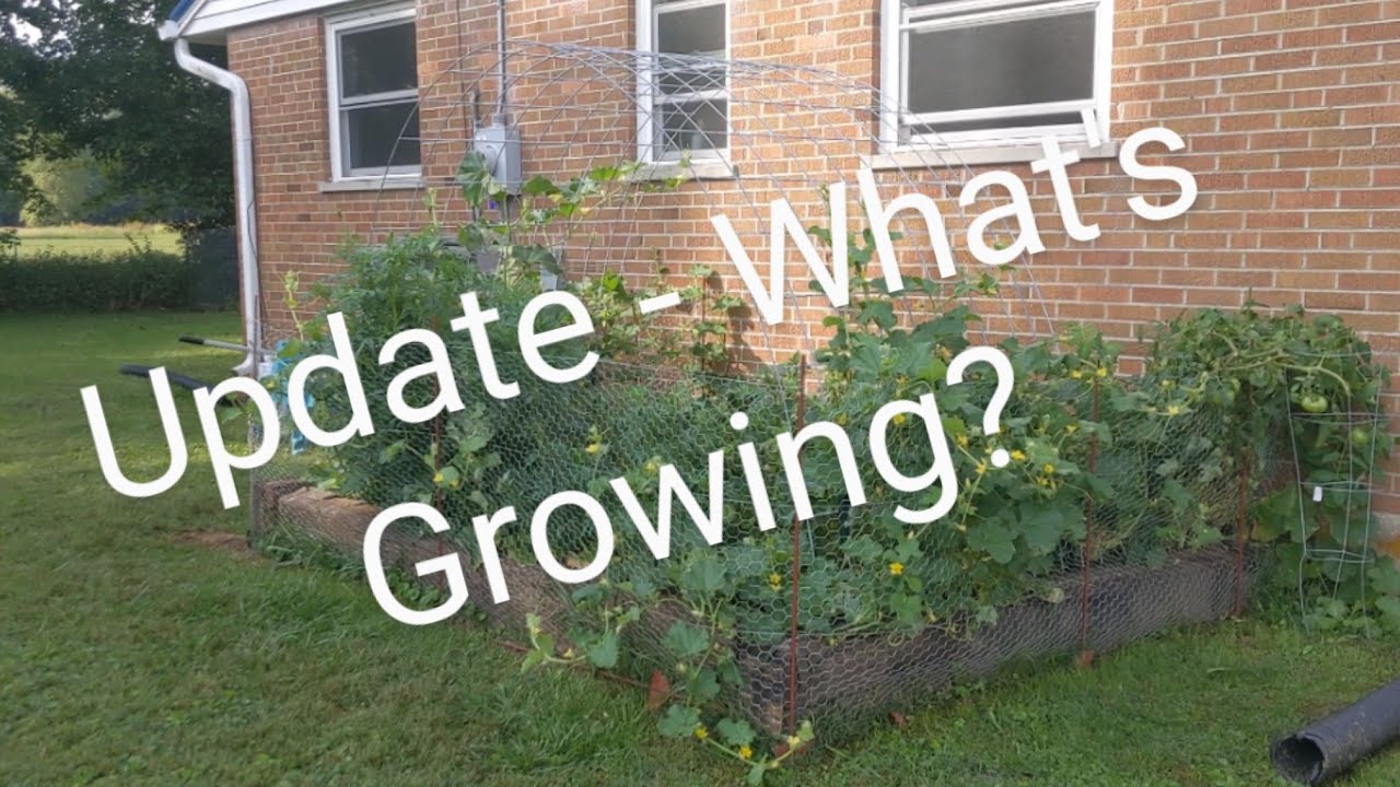 Small Gardens / Shrubs Update, September 18 2022 #gardening #tomatoes #melons #holly
