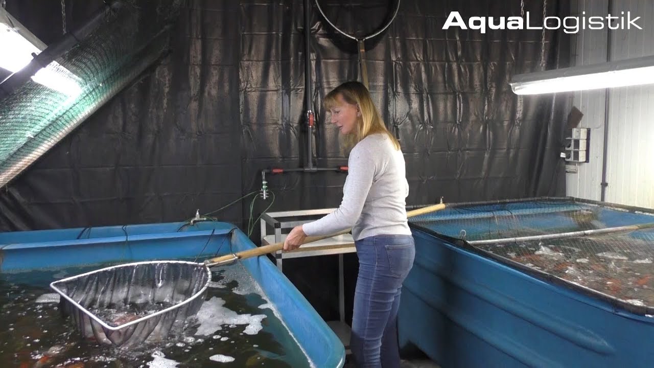 2. Koihallenrundgang bei Aqualogistik vom 29-03-2019
