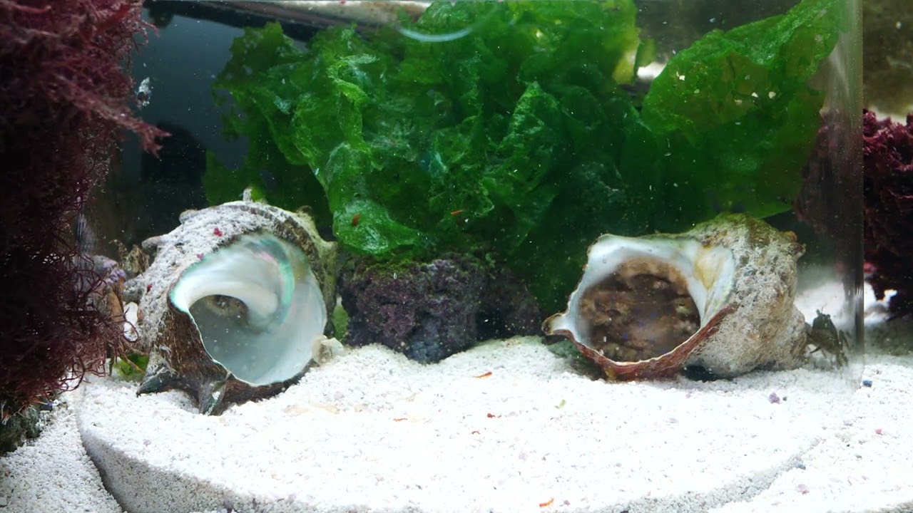 藍紋章魚 抓螃蟹 2024 06 14 11 29 54