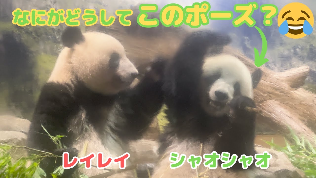 【6/28 シャオシャオとレイレイ】最後のレイちゃんの照れ隠しな笑顔も必見！今日も竹を巡る攻防が😂攻めるレイレイと守るシャオシャオ。楽しい朝のお食事風景です。#giantpanda