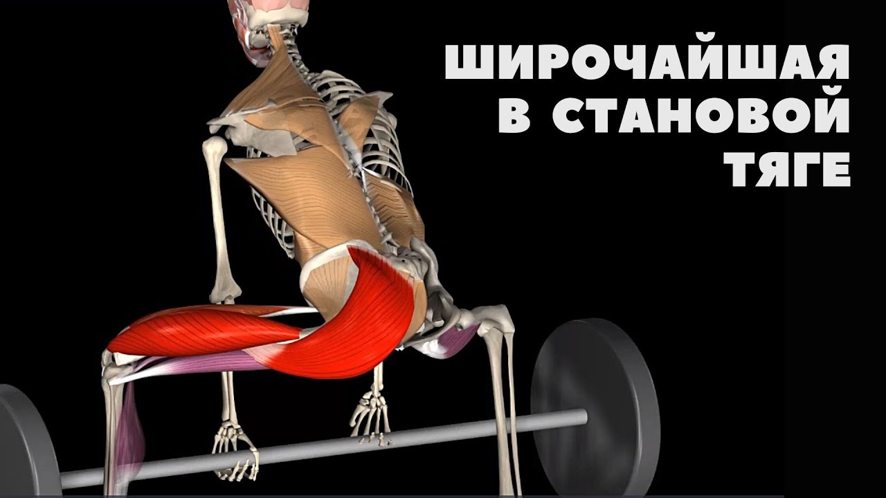 РОЛЬ ШИРОЧАЙШЕЙ В СТАНОВОЙ ТЯГЕ