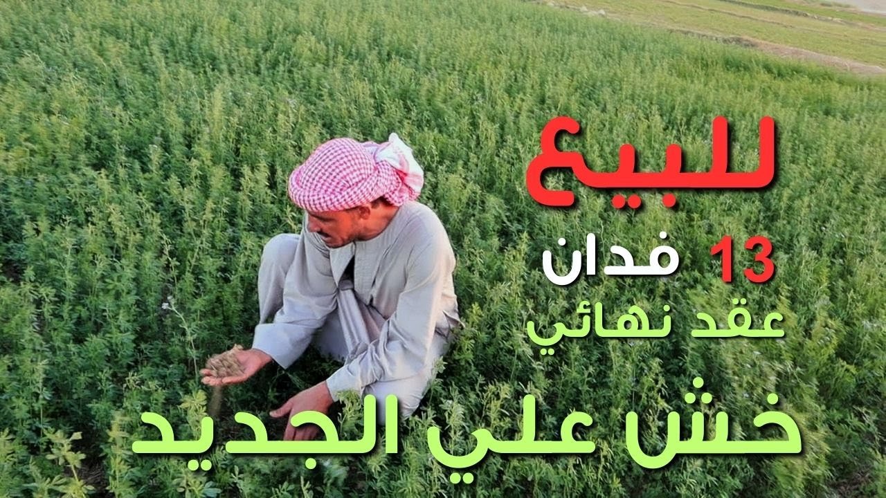 للبيع 13 فدان ارض زراعيه خالصه من الدوله مزروعه برسيم وفصوليا